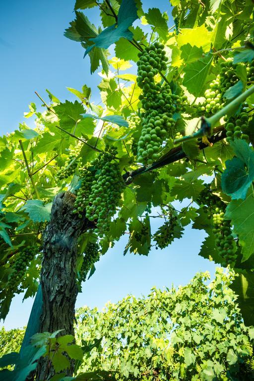 Podere Poggio Mendico Ареццо Экстерьер фото